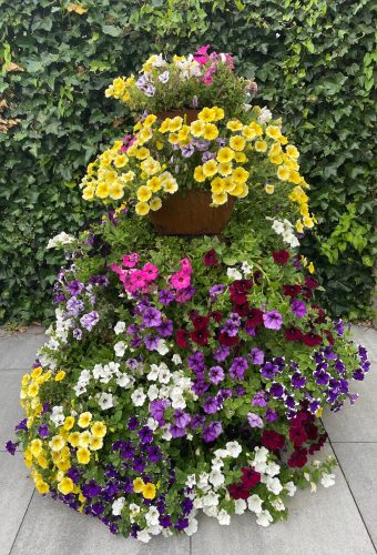 bloementoren viooltjes 2