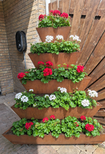 geranium